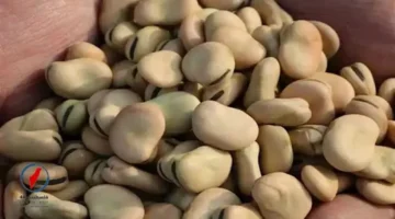 ارتفاع أسعار الفول والدقيق والزيت واللحوم في الأسواق الفلسطينية اليوم السبت